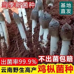云南鸡枞菌种四季种植人工种植野生蘑菇鸡枞菌种菇菌荔枝菌种植包