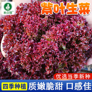 紫生菜种籽盆栽四季紫叶生菜种孑四季紫色生菜种子阳台红叶生菜籽