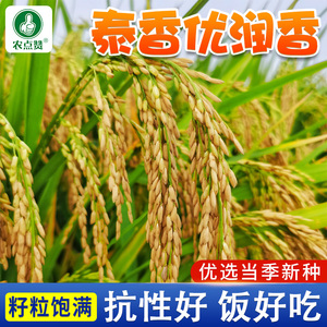 泰香优润香水稻种子泰国米种夏季稻种籽大田香米谷长粒珍珠米种孑