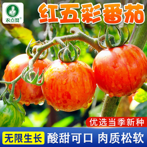 红五彩番茄种子红色斑马西红柿圣女果蔬菜种籽孑庭院阳台春播早熟
