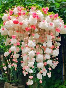 垂丝海棠花种子籽子爬藤植物易活四季开播种开花庭院室外植物种孑