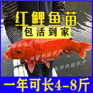 大品种红鲤鱼苗兴国红鲤可食用淡水养殖荷包红鲤鱼草鱼苗包活