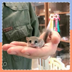 西班牙睡鼠懒人宠物小型幼崽好养活网红稀有粘人学生宿舍小动物