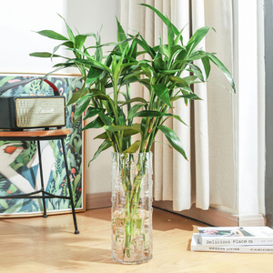 富贵竹专用大花瓶摆件客厅插花玻璃透明水养水培竹子绿植转运竹