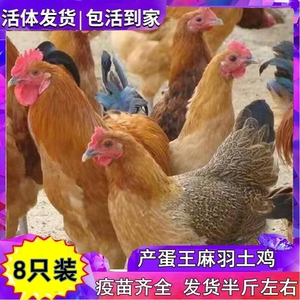 正宗土鸡活苗半斤小鸡脱温苗农村散养半大鸡麻羽鸡苗产蛋王鸡活体