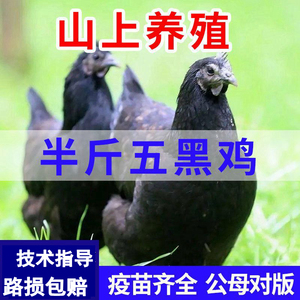 五黑鸡活苗纯种五黑一绿鸡绿壳蛋鸡半斤土鸡正宗乌骨鸡脱温小鸡苗