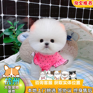 杭州犬舍出售纯种茶杯犬博美幼犬活体家养长不大俊介比熊宠物狗狗