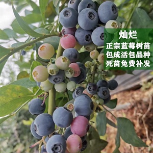 灿烂蓝莓苗盆栽带果发货四季蓝梅树苗室内阳台南北方种植当年结果
