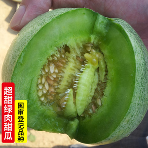 绿宝石甜瓜种子苗超甜薄皮香瓜种籽绿皮四季阳台蔬菜水果种苗