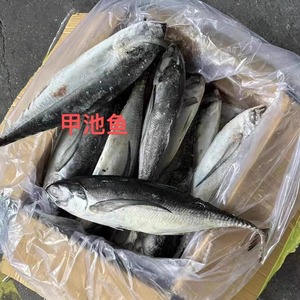 铁甲池鱼新鲜冷冻海鲜水产海鱼毛重带箱18广东包邮