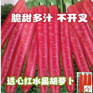 玫瑰红水果胡萝卜种子透心红胡萝卜种籽易种高产耐热耐寒萝卜种子