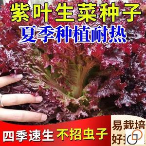 紫叶生菜种子沙拉菜种子四季种植耐寒热庭院大田蔬菜种子菜籽