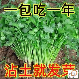 四季小香菜种子阳台室内花卉盆栽庭院蔬菜种子渔具四季可播种种籽