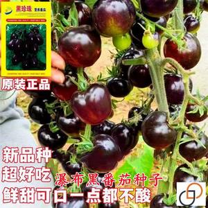 黑珍珠番茄种子春季黑色小番茄黑番茄圣女果四季阳台盆栽水果种子