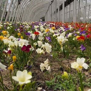 春季花种多年生耐寒植物种子小苍兰香雪兰种球类庭院花卉四季易活