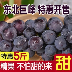 巨峰葡萄新鲜5斤东北农家大葡萄 孕妇宝宝夏季水果非夏黑葡萄