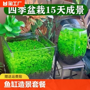 鱼缸小型造景水草种子水草泥生态家用创意鱼缸玻璃瓶水培植物四季