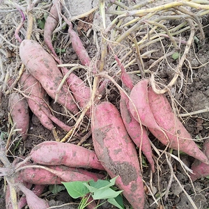 高山红薯新鲜红薯薯正宗高州古丁黄沙番薯 仙人洞番薯红薯紫薯5斤