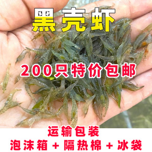 黑壳虾观赏虾工具虾除藻虾乌龟龙鱼活体饲料冷水淡水虾鱼缸草清洁