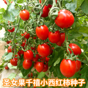。圣女果种子千禧小番茄小西红柿种籽阳台盆栽四季春季蔬菜种孑大