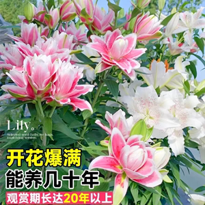 重瓣香水百合花种球多年生四季开花室内室外阳台盆栽地栽花种籽子