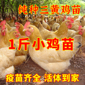 一斤三黄鸡活苗1斤纯种半大三黄土鸡小鸡活苗散养高产蛋鸡小鸡苗