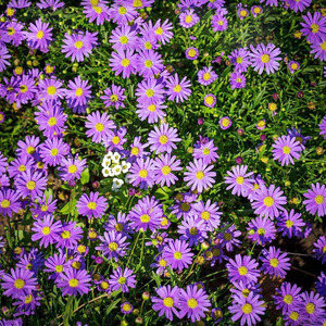 荷兰菊种子庭院花海矮型非姬小菊花多年生耐寒花种籽柳叶菊紫菀花