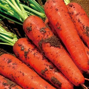 高产红胡萝卜种子农家甜樱桃水果萝卜种籽夏秋季庭院种植蔬菜种孑