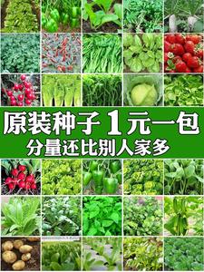 四季蔬菜种子香菜菠菜青菜葱油麦菜白菜萝卜籽黄瓜南方生菜籽种孑