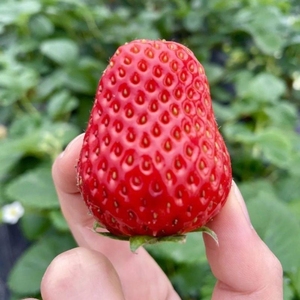 草莓种籽子水果苗四季结果蔬菜水果盆栽植物花种子籽子种植奶油