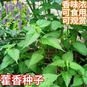 藿香种籽材合香山茴香可食用野菜排香草大叶薄荷四季蔬菜种子