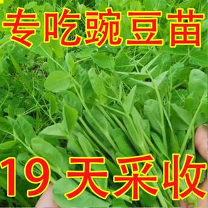 豌豆苗种子无须豌豆尖种籽秋季南方豆苗青菜芽苗菜四季播农家蔬菜