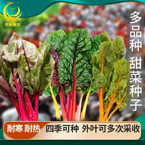 彩虹甜菜种子金叶红梗甜菜籽种莙荙菜根达菜阳台盆栽四季蔬菜种孑