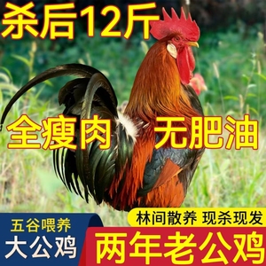 【散养两年老公鸡】正宗农村老公鸡现杀新鲜鸡肉土鸡柴鸡走地鸡