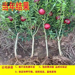 石榴树树苗盆栽地栽当年结果特大食用南北方种植四季阳台庭院果树