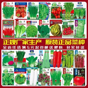 蔬菜种子菜种籽菜籽阳台盆栽蔬菜种孑大全香菜草莓种籽菜种子四季