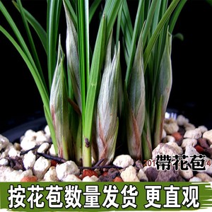 带花苞兰花苗 整颗连体春兰浓香蕙兰九头兰兰草苗 花卉绿植小盆.