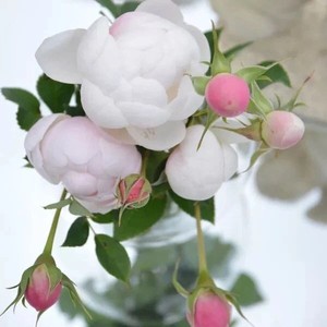 新品日本小灌木微型小兔子月季花苗花卉浓香阳台盆栽四季微型玫瑰