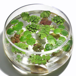 鱼缸浮萍水草活体水生植物浮性除NO3净化水质陶瓷鱼缸