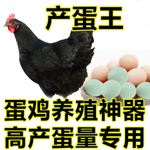 蛋鸡饲料产蛋王母鸡土鸡养殖专用饲料鸡增蛋宝芦花鸡芦丁鸡鹌鹑粮