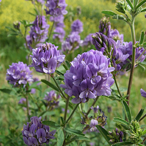紫花苜蓿种籽三叶草豆芽苗蔬菜草头种子观花多年生庭院牧草易成活