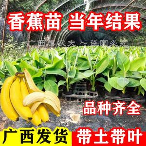 香蕉树苗南方四季苹果蕉红皮矮化芭蕉抗寒室内盆栽植种水果树包邮