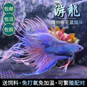 中国斗鱼活体无纹蓝帝王蓝淡水冷水耐活好养活观赏鱼免加温免打氧