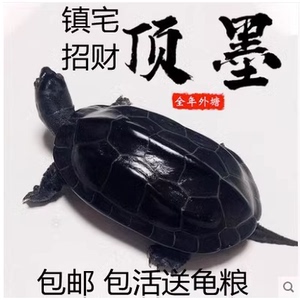 纯种全黑养墨龟苗中华活草龟物小乌龟巴西龟深水混观赏宠水龟物龟