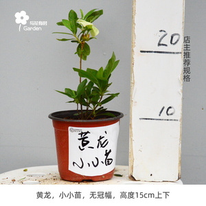 22黄龙日本皋月杜鹃盆栽小苗黄色稀有品种中型花卉绿k植御代之荣