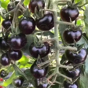 黑珍珠番茄种子小西红柿黑柿子西黑柿种子蔬菜种子非传基因水果籽