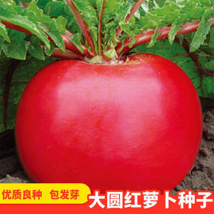 大圆红萝卜种子红太阳萝卜籽东北秋季红皮春不老萝卜高产蔬菜种子