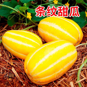 黄金蜜甜瓜种子水果黄瓤香瓜种籽春夏超甜早熟正品四季春季冬农家