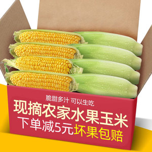 广西现摘大纯黄甜玉米10斤可生吃粘糯水果玉米甜苞谷非金银云南5