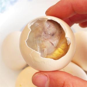 生的活珠子40枚新鲜13天毛蛋香毛鸡蛋鸡胚蛋生蛋钢化蛋活珠子现货